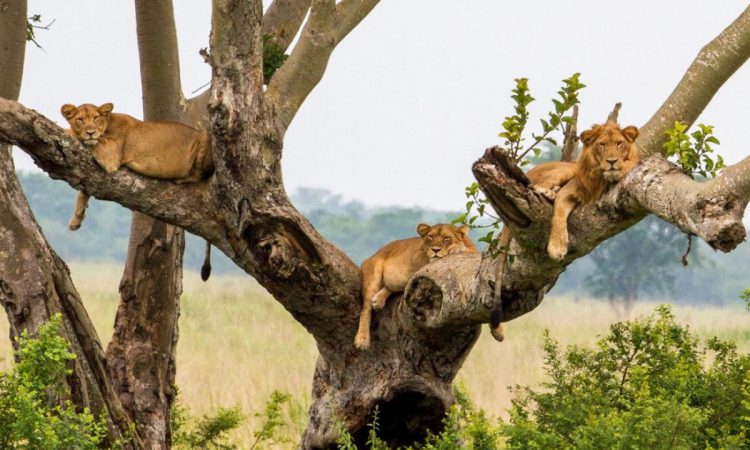 4-Days-Uganda-Gorillas-Wildlife-Safari-750x450
