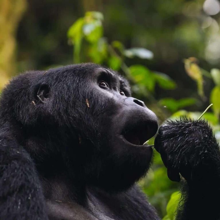 Uganda safari