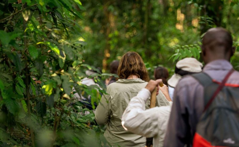 gorilla trekking in Uganda and Rwanda