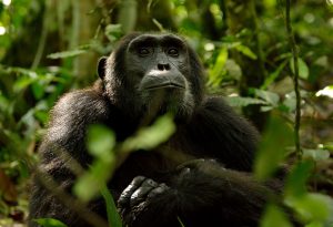 gorilla trekking