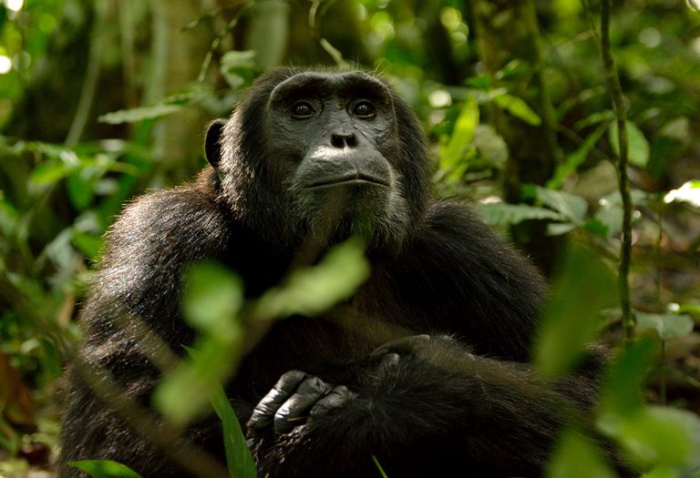 gorilla trekking