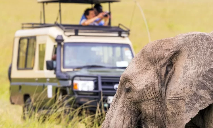 good-safari-750x450