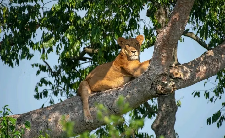 Climbing Lions in Uganda