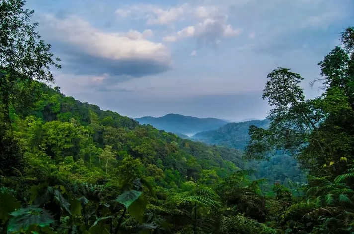 Bwindi Impenetrable National Park
