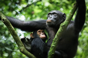 kibale forest national park