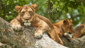 Queen Elizabeth National Park