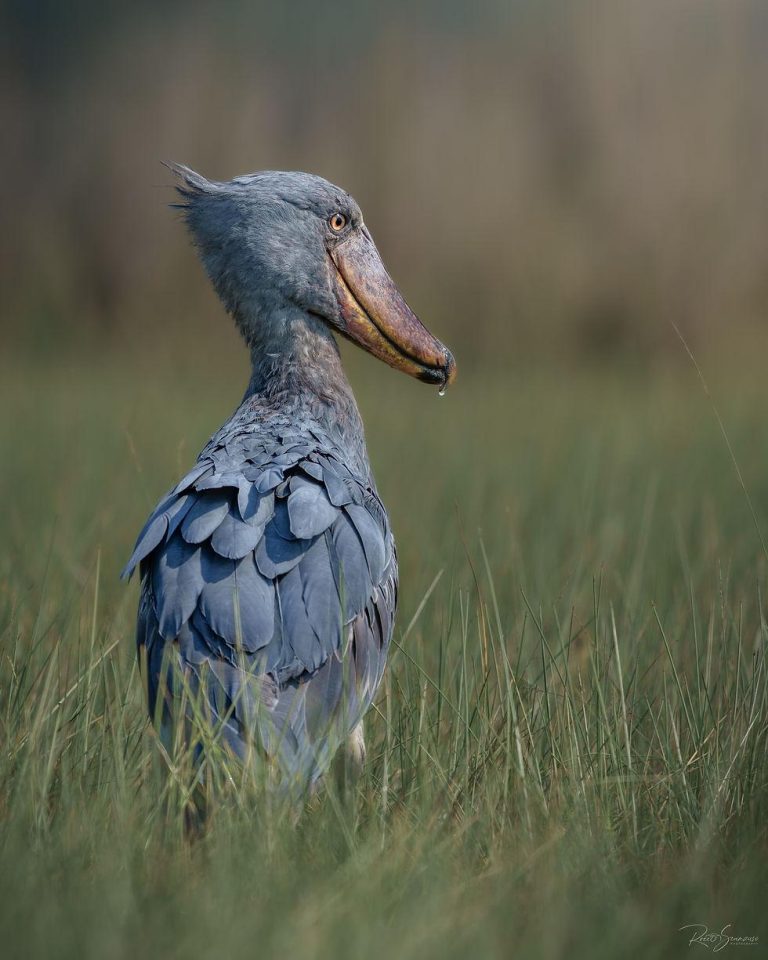 Bird Watching in Uganda