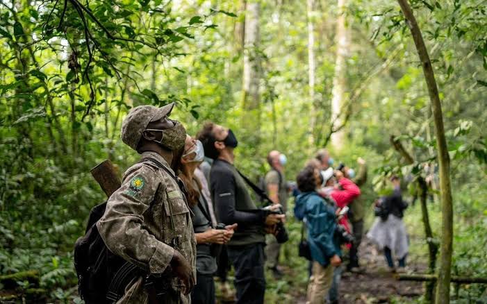 chimpanzee trekking