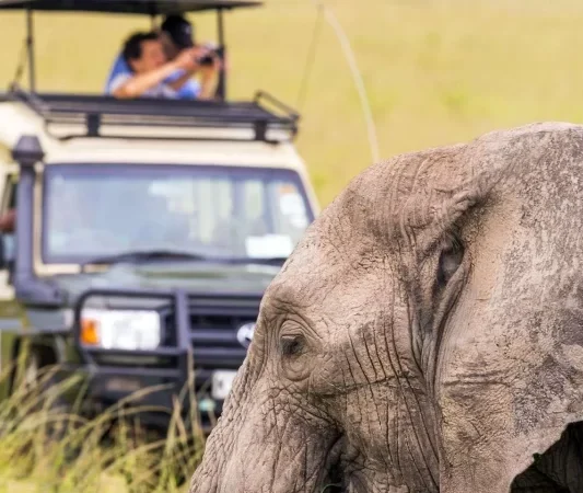 Uganda Wildlife & Primates Safari