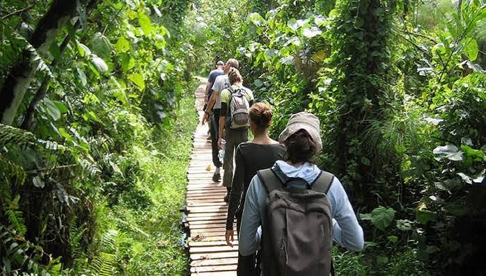 Kibale Chimpanzee trekking safari