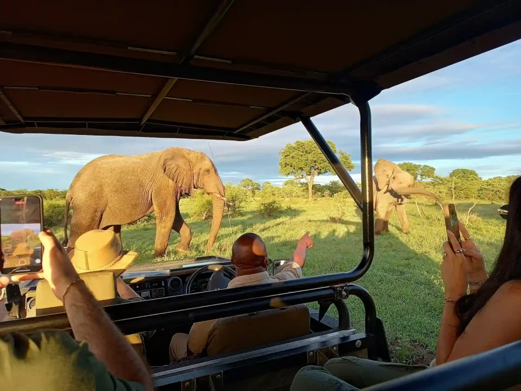 Best of Uganda Safari