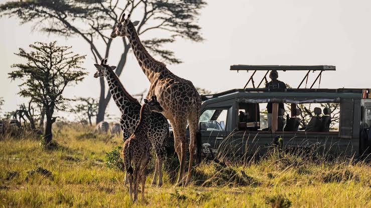 14 day Uganda Safari