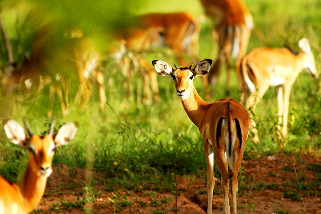 Lake Mburo Safari